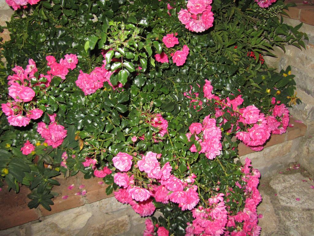 Agriturismo Borghetto Il Montino Rapolano Terme Εξωτερικό φωτογραφία