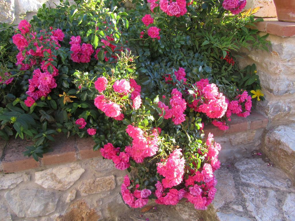 Agriturismo Borghetto Il Montino Rapolano Terme Εξωτερικό φωτογραφία